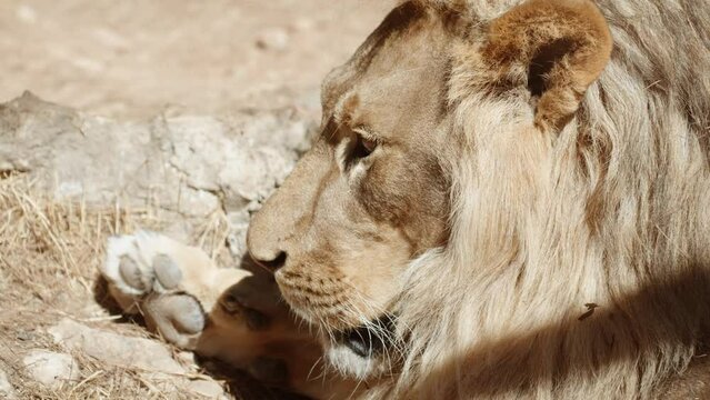 Lion close-up. He is lying in the sun and is very tired.