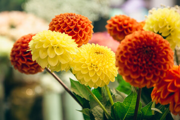 Orange and yellow dahlias flowers on a blurred background, soft focus.