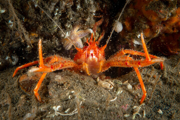 Orange squat lobster crawling around the bottom underwater