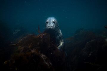 Seals swimming around underwater