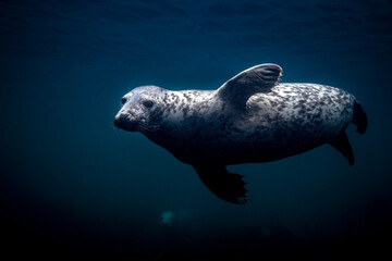 Seals swimming around underwater