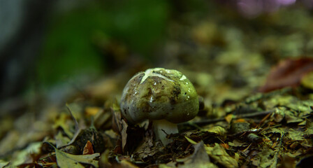 Mushrooms
