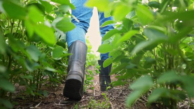 Agriculture. male farmer in rubber boots walks through a soybean plantation. business agriculture growing soybeans concept. a farmer feet are walking in a soybean field lifestyle close-up
