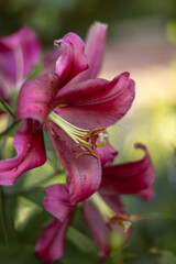 Photo of a purple lily in the garden.