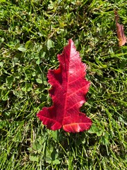 Bright red maple leaf on ground among green grass, rowan berries and fallen leaves. Colorful autumn palette. Perfect view for seasonal design with copy space. Wallpaper