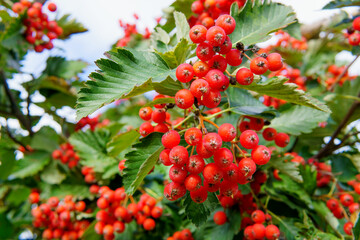 Oak-leaf rowan berries tree