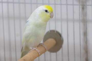 Selective focus of little tiny forpus parrotlet. Forpus is the smallest parrot bird of the world