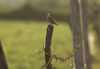 Bird on a fence. Lark bird standing on fence. Beautiful bird closeup, abstract texture background. Bird wallpaper. Bird theme.