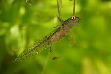 Naklejka premium Closeup on a larvae Carpathian new, Lissotrtiton montandoni swimming