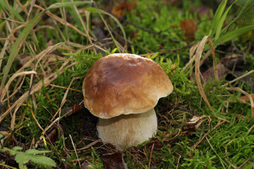 The wild edible fungus (Boletus edulis) grows in the forest. The fruit body has a large brown cap and a stout brownish-white stipe, partially covered with a raised network pattern, or reticulations.