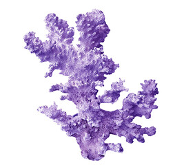 coral isolated on white background © Dmitry