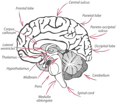 Structure of Human Brain