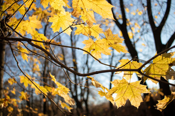 Bright yellow autumn maple leaves against bright blue sky. Copy space. Autumn maple tree in the park. Sunny day