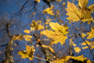 Bright yellow autumn maple leaves against bright blue sky. Copy space. Autumn maple tree in the park. Sunny day