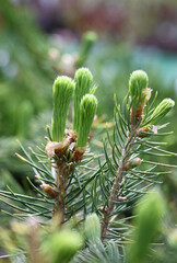 Young shoots of spruce branch. Macro shooting. Wild forest nature.