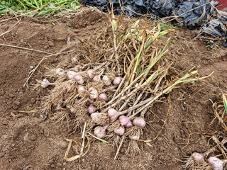 Garlic harvested from the field.
