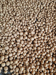 Fresh potatoes on the farm.