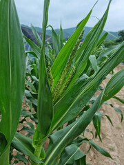 Obraz premium A corn tree on which corn is grown.