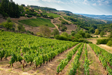 Fototapeta na wymiar Vineyards in the Beaujolais wine region of France 