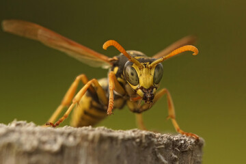 Facial closeup on a French paperwas , yellow jacket, Polistes dominula