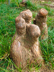 swamp cypress aerial roots close-up