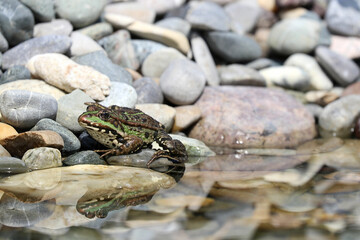Nahaufnahme eines wunderschönen Wasserfrosches, der sich in seinem Teichwasser spiegelt