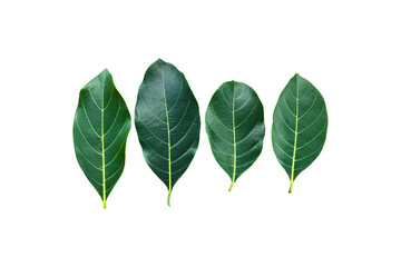 Obraz premium Isolated fresh and green leaves of jackfruit, clipping paths.