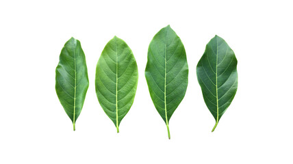 Isolated fresh and green leaves of jackfruit, clipping paths.