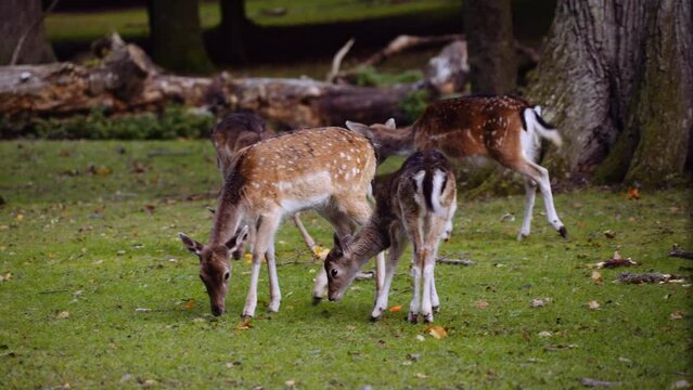Small Group of Young Spotted Deer Grazing in Big Green Lawn on Bright Sunny Day