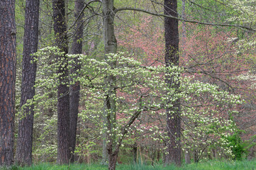 Landscape of spring dogwoods in bloom, Bernheim Forest, Kentucky, USA