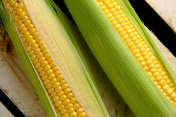 Two ripe ears corn wooden background.