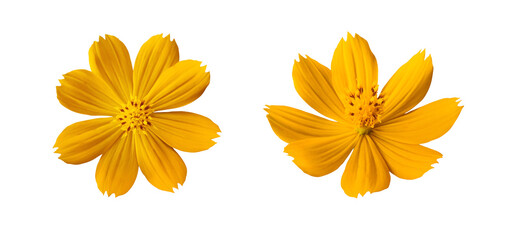 Two bright orange-yellow cosmos flowers isolated on background