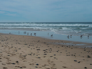 View of empty beach with pebble stones, ocean waves and flock of seagulls on wet golden sand at wild Rota Vicentina coast near Porto Covo, Portugal.