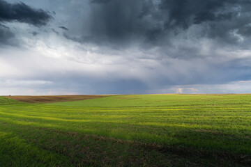 Sunrise over young green cereal field in autumn