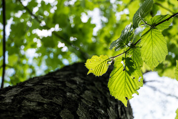 green leaves on a tree - obrazy, fototapety, plakaty