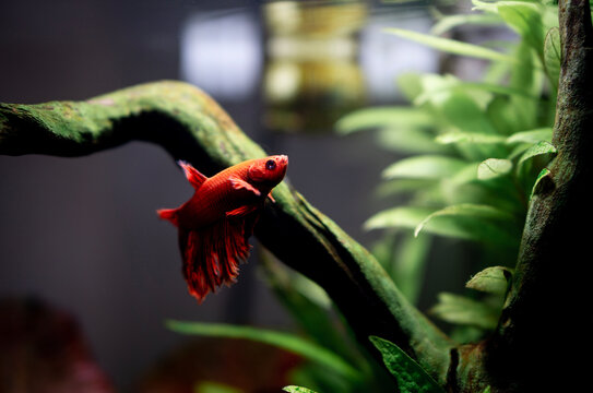 goldfish 