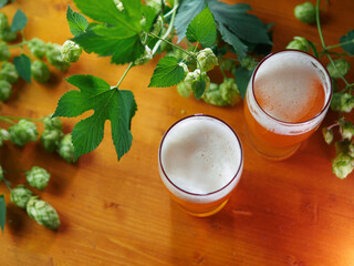 Two glasses of draft unfiltered hopped beer on a wooden table. Green Hop Cones