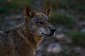Naklejka na ściany i meble Wolf in Sierra de la Culebra. Zamora.Spain