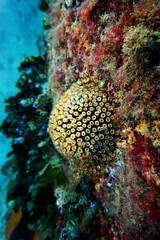 Naklejka na ściany i meble Pillow or cushion coral in to the Mediterranean sea, Cladocora caespitosa