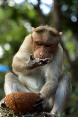 eating  monkey