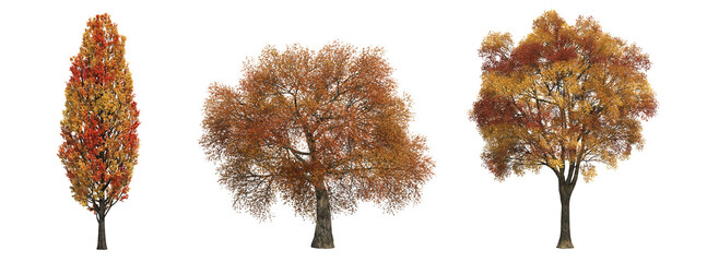 autumn tree, isolate on a transparent background, 3d illustration  © vadim_fl