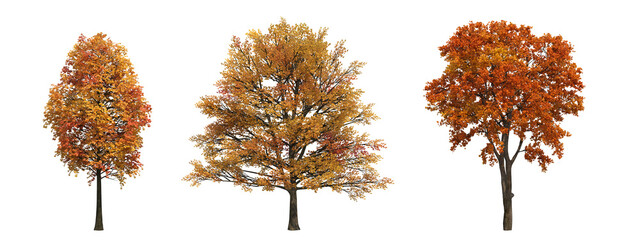 autumn tree, isolate on a transparent background, 3d illustration
- 533652894