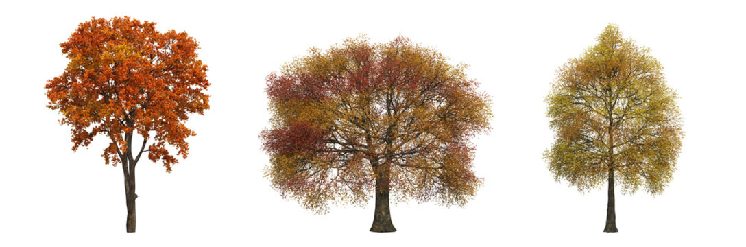 autumn tree, isolate on a transparent background, 3d illustration
