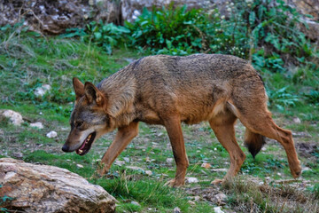 Wolf in Sierra de la Culebra. Zamora.Spain