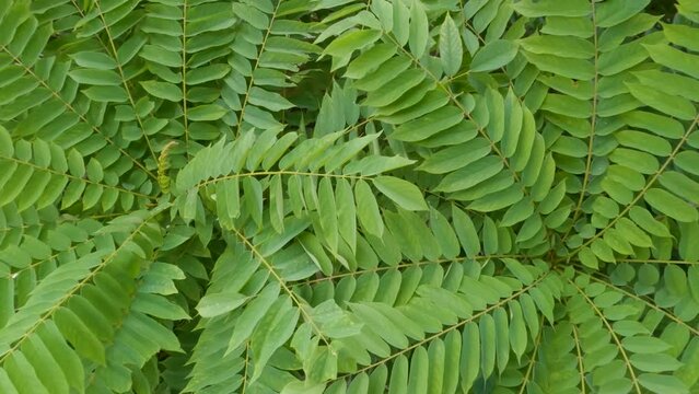Close up of averrhoa bilimbi leaves that are fresh green