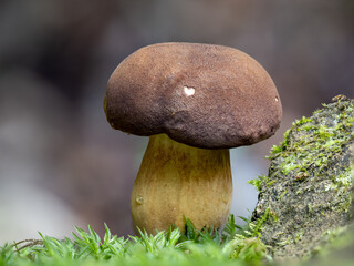 Love Heart on the top of a Bay Bolete