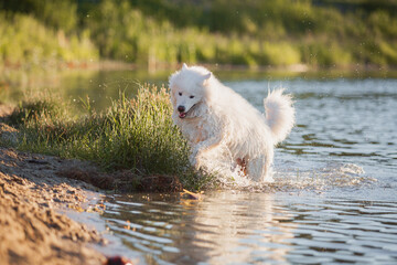 Samoyed dog in water. Dog swim. Wet dog. White fluffy pet playing on the pond