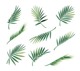 Vector set of green palm leaves. Tropical leaves collection 
