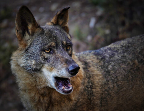 Wolf in Sierra de la Culebra. Zamora.Spain
