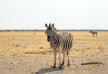 Obraz premium A solitary Zebra stands on the open plains of Etosha National Park Namibia. Heart haze and sand particles are slightly visible
